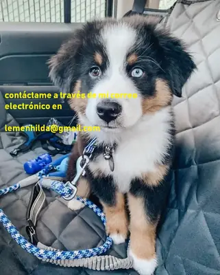 Cachorros de pastor australiano disponibles ahora.  Se entregan con las vacunas de cachorro al día, 