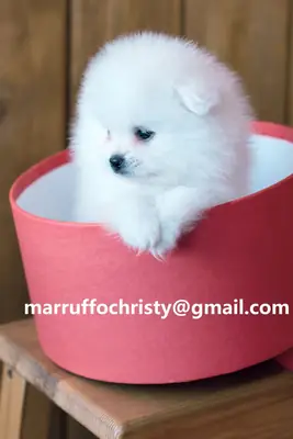 健康的雄性博美犬待领养