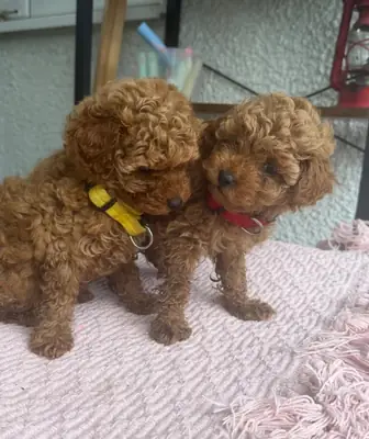Sevimli Toy Poodle Yavruları