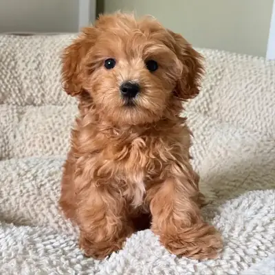 Toy poodle yavruları yeni bir yuva arıyor