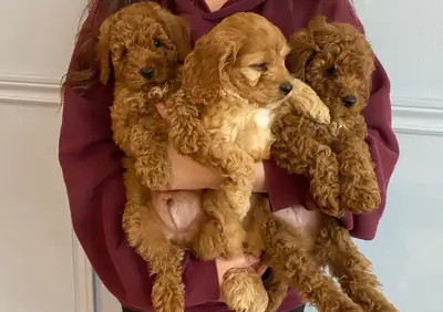 Mevcut Toy Poodle Yavruları