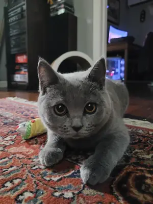 kedi iyi ama ev ortamı değişti