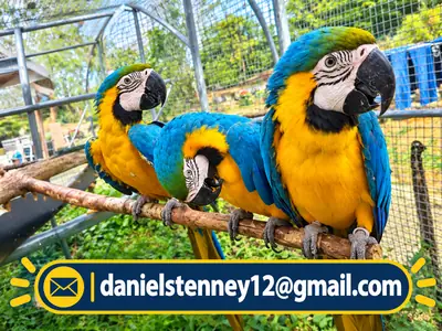 Blue and Gold Macaws Parrot