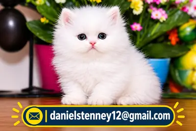 Persian kittens 