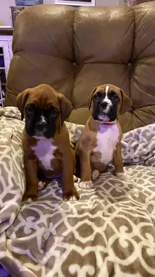 Dos adorables cachorros bóxer necesitan una nueva familia.