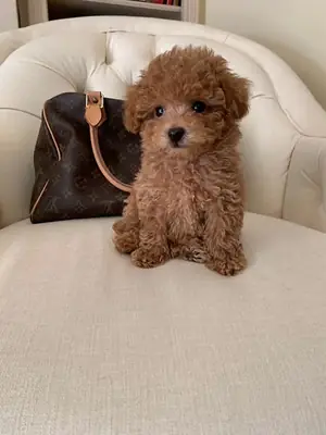 Ücretsiz evlat edinme için minik Maltipoo yavruları
