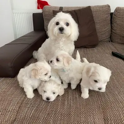 Mevcut sağlıklı ve güzel Maltese Bichon yavruları