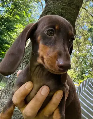 可爱的腊肠犬幼犬