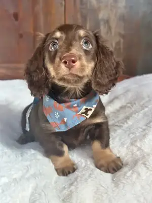 dachshund