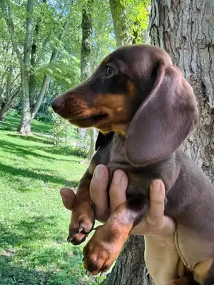 迷你腊肠犬幼犬