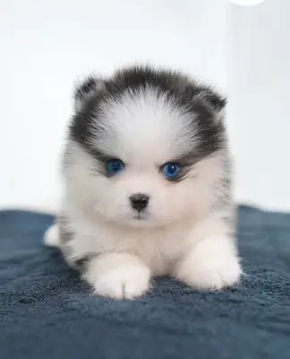 Chiot Husky Sibérien prêt pour un nouveau foyer