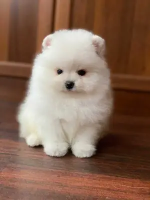 可爱的博美幼犬