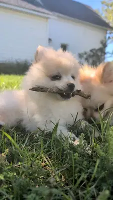 Cachorros de Pomerania disponibles