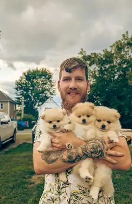 可供领养的美丽博美犬幼犬