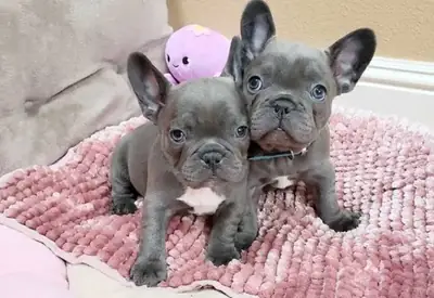 Cachorros de Bulldog Francés adiestrados (machos y hembras)