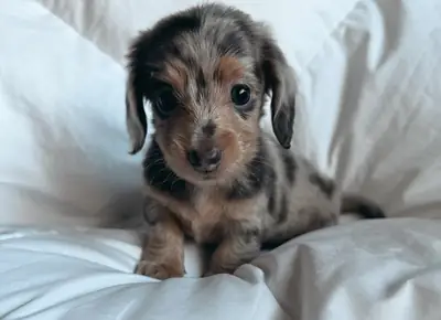 Mini Dachshund yavrusu