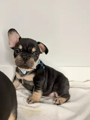 bulldog français familles