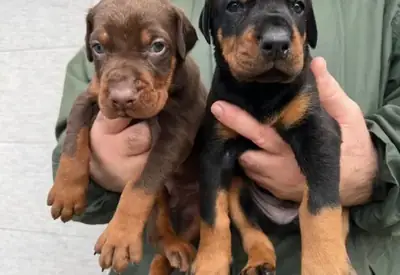 杜宾犬 – 免费领养的小狗