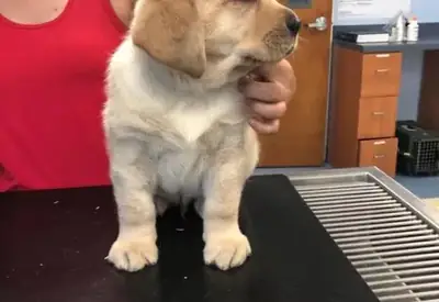 我们有两只拉布拉多猎犬幼犬可供免费领养。