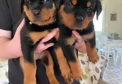 Cachorros Rottweiler Criados en Casa