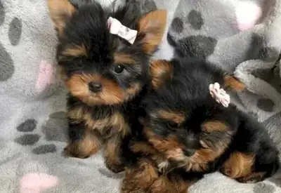 可爱的“茶杯”约克夏犬幼犬