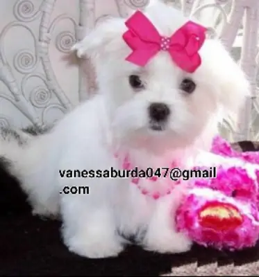 超小型马尔济斯犬幼犬（请通过照片上的电子邮件与我联系）