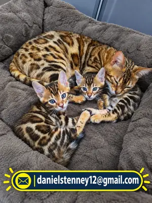 Two beautiful Bengal kittens