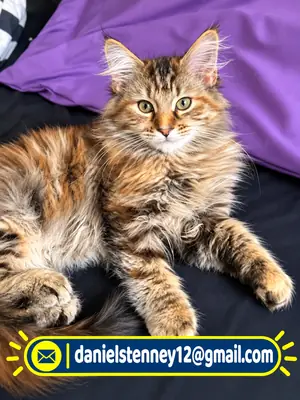 Maine coon yavrusu