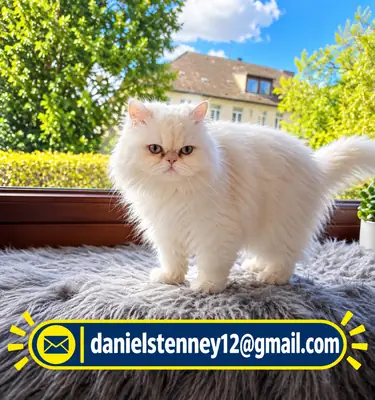 Persian cat