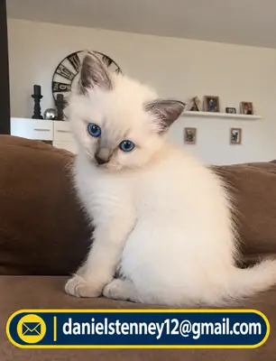 布偶猫小猫
