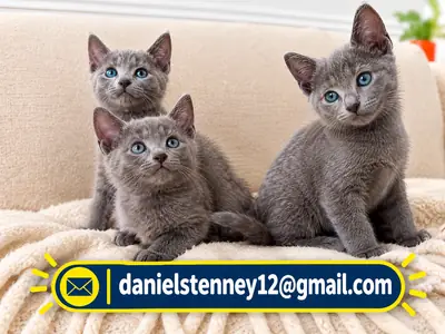 Beautiful Russian Blue kittens