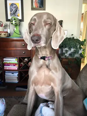 not the right environment for a weimaraner