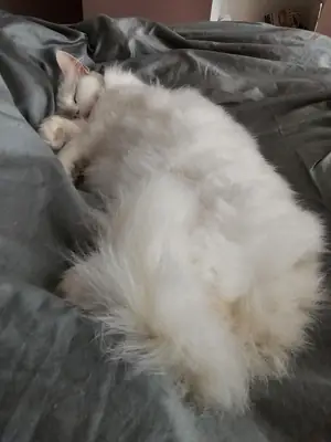 quiet cat, looking for a calmer home