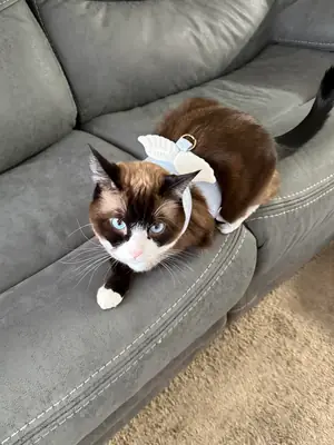 affectionate cat, left alone too often