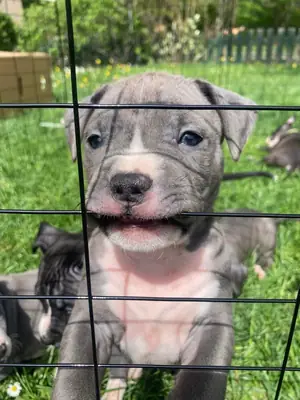 Chiots American Pit Terrier disponibles.