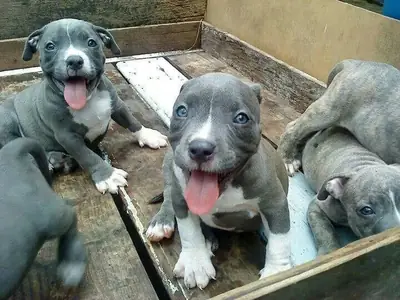 美国斗牛犬幼犬