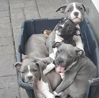 美丽的美国斗牛犬幼犬