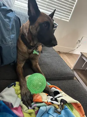 not suitable for a casual owner