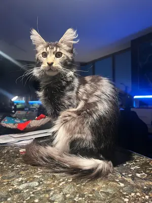 large indoor cat, change of circumstances