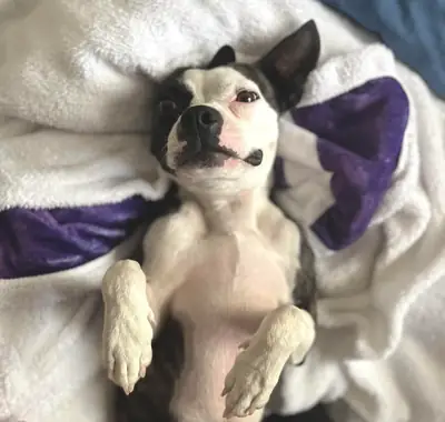 small dog, but needs proper attention