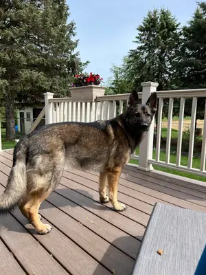 german shepherd, needs experienced handling