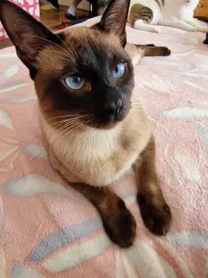 very vocal cat, not ideal for everyone