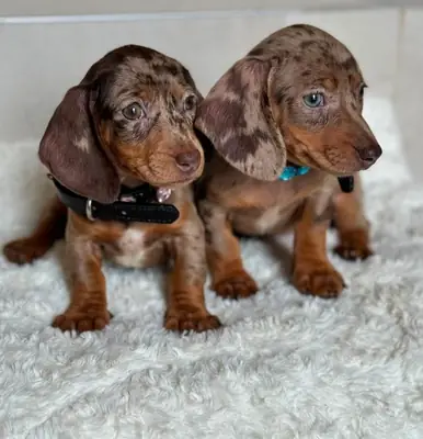 腊肠犬幼犬健康证书 49/ 1521/ 5034/ 137