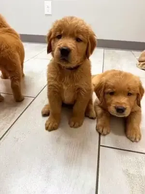 Golden retriever puppy 