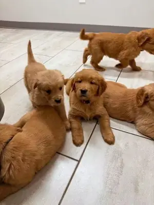 待领养的金毛猎犬幼犬