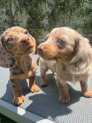 CHIOTS DACKEL CHERCHENT LEUR BONHEUR 49/ 1521/ 5034/ 137