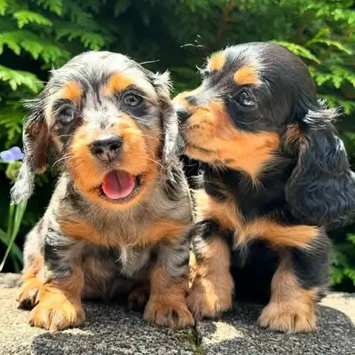 CHIOTS DACHSHUND À ADOPTER DANS UN ÉLEVAGE AIMANT 49/ 1521/ 5034/ 137