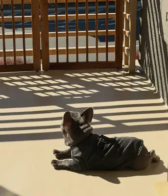 法国斗牛犬准备好寻找永远的家