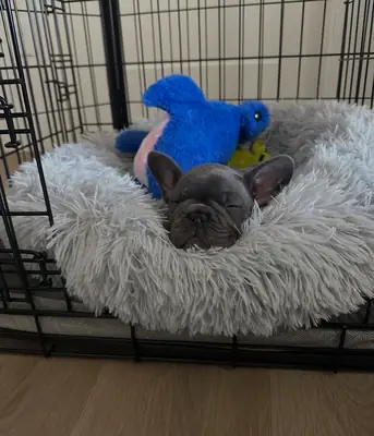 等待永远家园的法国斗牛犬