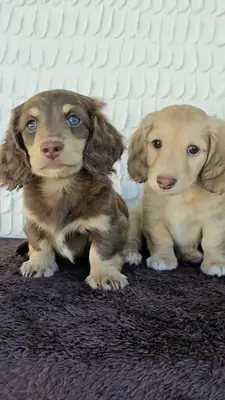 健康繁殖的腊肠犬幼犬待领养 49/ 1521/ 5034/ 137